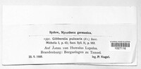 Fusarium roseum image